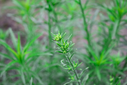 小蓬草