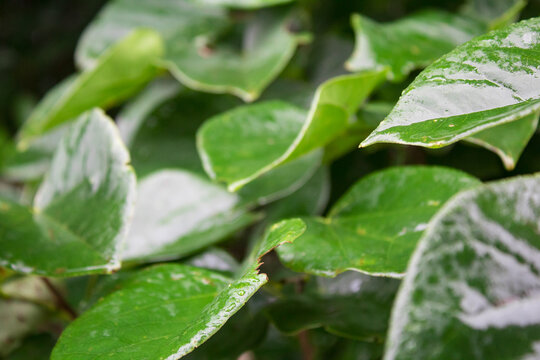 紫荆树