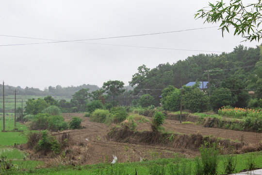 田野