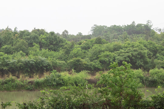 田野