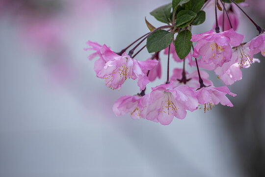 垂丝海棠花