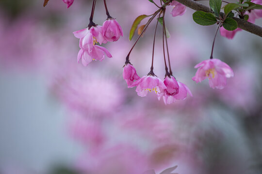 垂丝海棠花