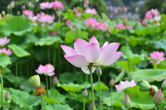 荷花池