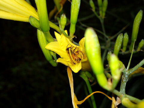 黄花菜