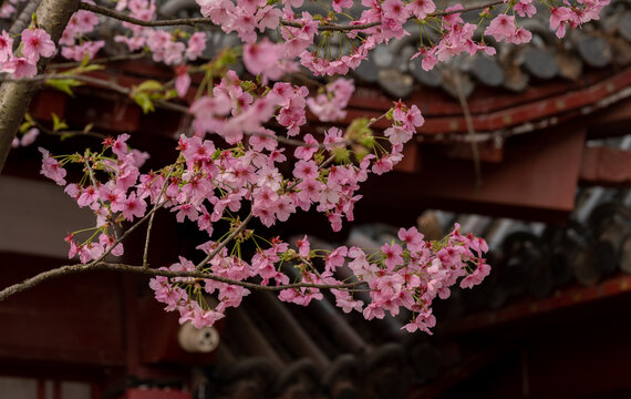 春天武汉东湖樱花园