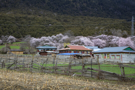 春到如纳村1