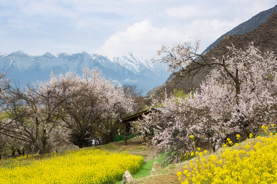 油菜花海桃花谷5