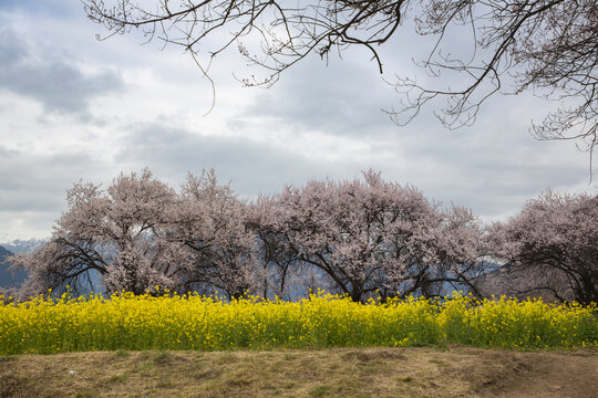 油菜花海桃花谷7