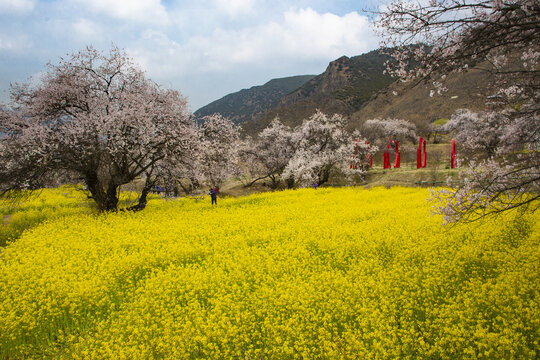 油菜花海桃花谷9