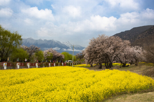 油菜花海桃花谷12