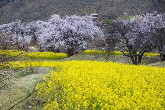 油菜花海桃花谷13