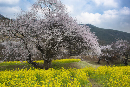 油菜花海桃花谷19