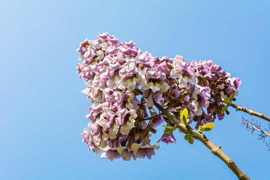 泡桐开花