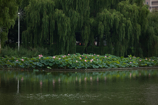 荷花高清大图