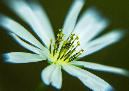 苦荬菜花蕊