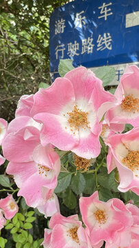 粉團(tuán)薔薇