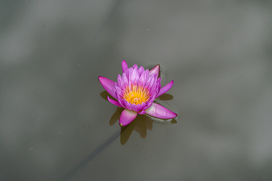 湖中粉红色睡莲的特写镜头