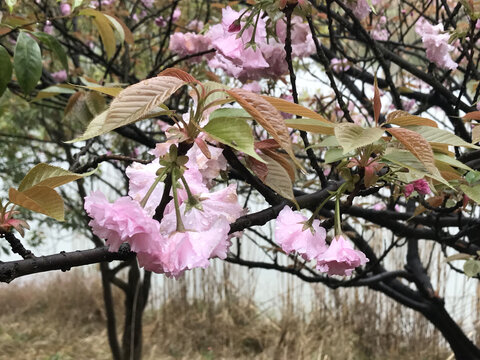 樱花