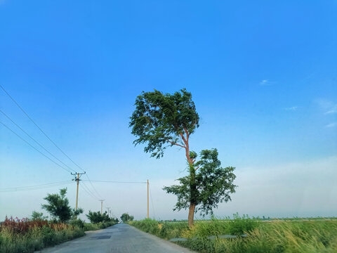 公路远方天际孤树孤独天高物远
