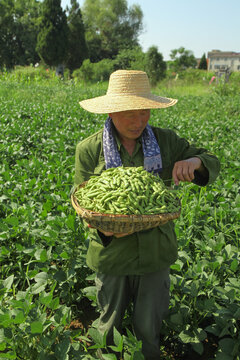 現(xiàn)摘毛豆