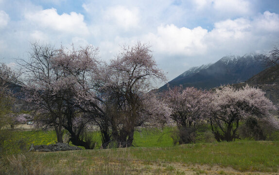 野桃花观赏圣地索松村14