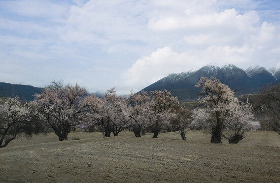 野桃花观赏圣地索松村20