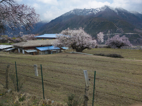 野桃花观赏圣地索松村25