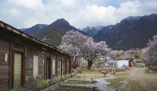 野桃花观赏圣地索松村28