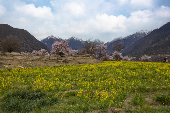 野桃花观赏圣地索松村32