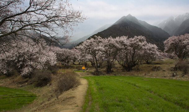 野桃花观赏圣地索松村45