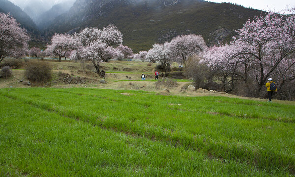 野桃花观赏圣地索松村46