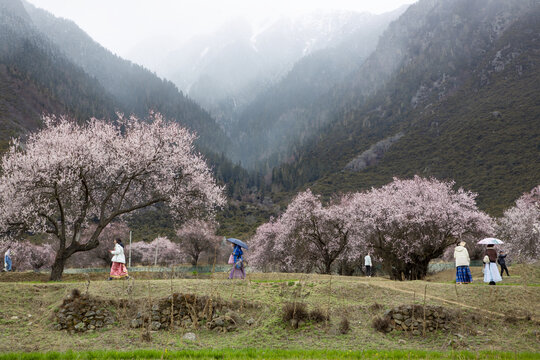 野桃花观赏圣地索松村47