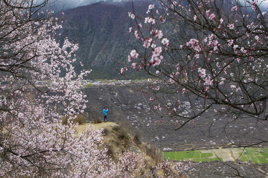 野桃花观赏圣地索松村48