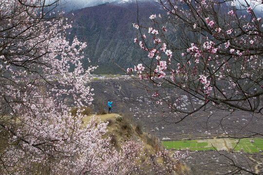 野桃花观赏圣地索松村49