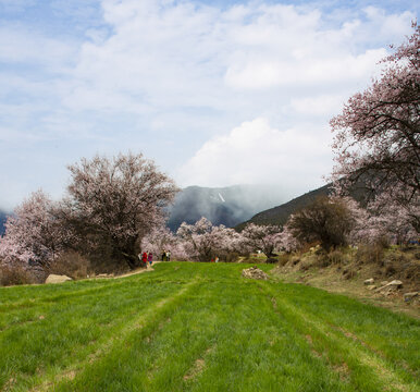 野桃花观赏圣地索松村52