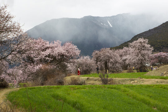 野桃花观赏圣地索松村54