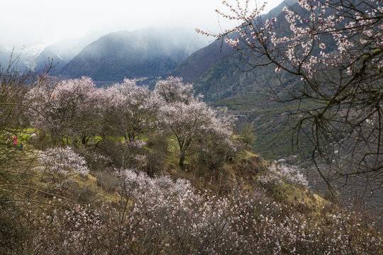 野桃花观赏圣地索松村56