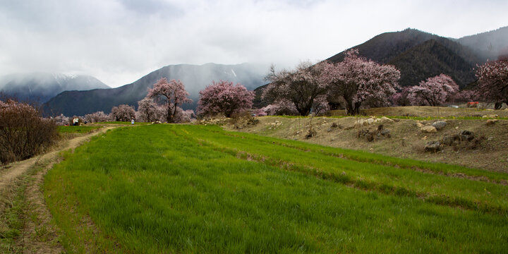 野桃花观赏圣地索松村57