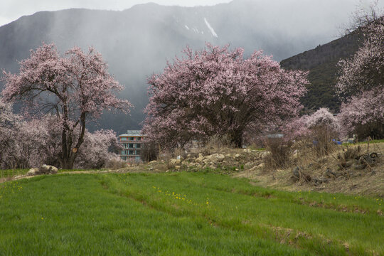 野桃花观赏圣地索松村58