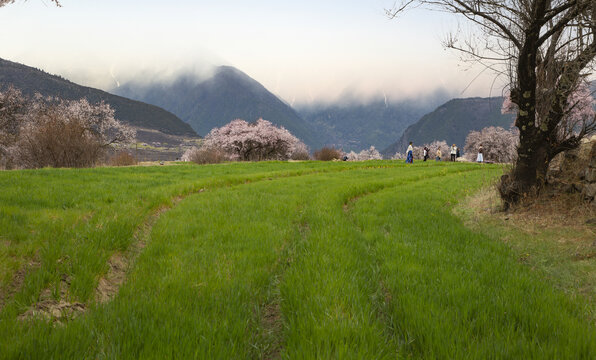 野桃花观赏圣地索松村60