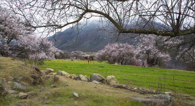 野桃花观赏圣地索松村64