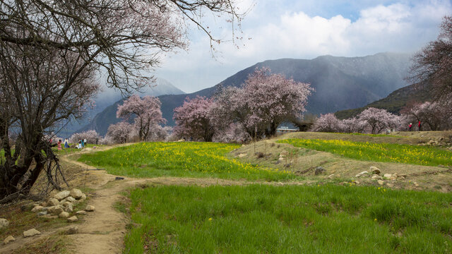 野桃花观赏圣地索松村65