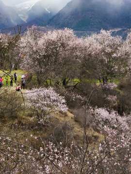 野桃花观赏圣地索松村73