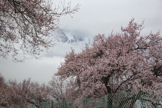 野桃花观赏圣地索松村95