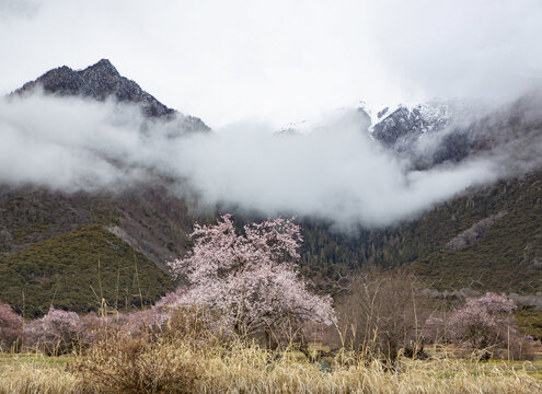 野桃花观赏圣地索松村97