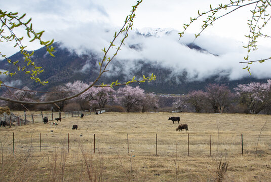 野桃花观赏圣地索松村104