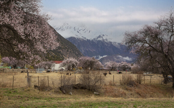 野桃花观赏圣地索松村110