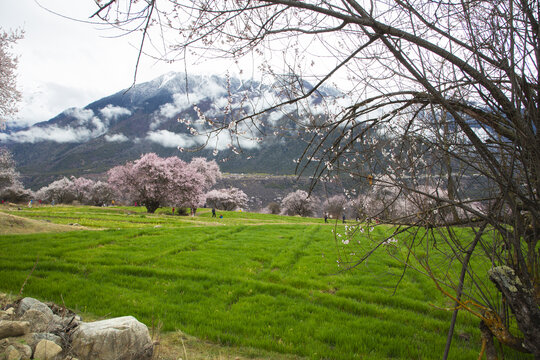 野桃花观赏圣地索松村121