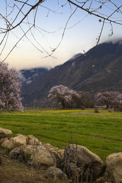 野桃花观赏圣地索松村140