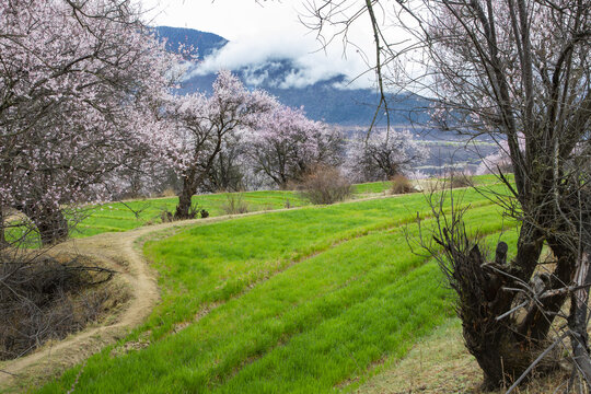 野桃花观赏圣地索松村141